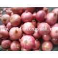 Fresh New Crop Red Onion